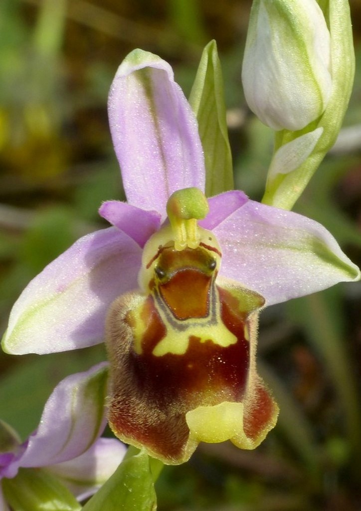 Ophrys cretica, Ophrys episcopalis  Creta aprile 2016